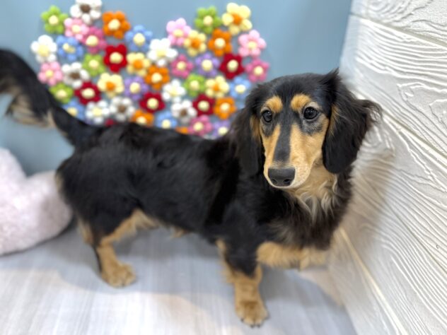 兵庫県のミニチュアダックスフンド(ロング) (ワンキャラット アミーゴ姫路飾磨店/2025年8月7日生まれ/女の子/ブラックタン)の子犬の3枚目の画像