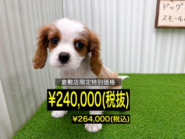 岡山県のキャバリアキングチャールズスパニエル (アミーゴ倉敷店/2026年1月3日生まれ/男の子/ブレンハイム)の子犬