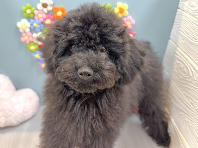 兵庫県のトイプードル(トイ) (ワンキャラット アミーゴ姫路飾磨店/2025年7月28日生まれ/女の子/ブラック)の子犬