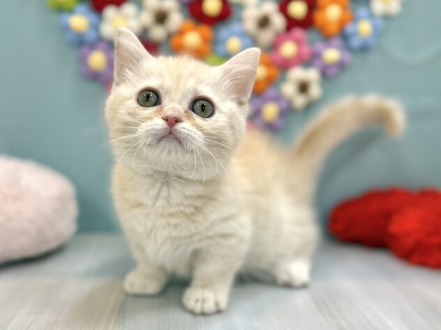 兵庫県のマンチカン (ワンキャラット アミーゴ姫路飾磨店/2025年12月13日生まれ/女の子/クリームタビーホワイトバン)の子猫の2枚目の画像