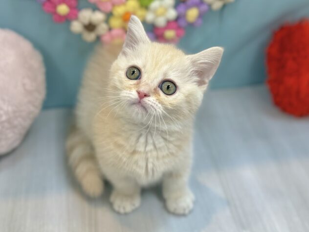 兵庫県のマンチカン (ワンキャラット アミーゴ姫路飾磨店/2025年12月13日生まれ/女の子/クリームタビーホワイトバン)の子猫の3枚目の画像