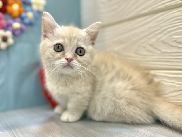 兵庫県のマンチカン (ワンキャラット アミーゴ姫路飾磨店/2025年12月13日生まれ/女の子/クリームタビーホワイトバン)の子猫の4枚目の画像