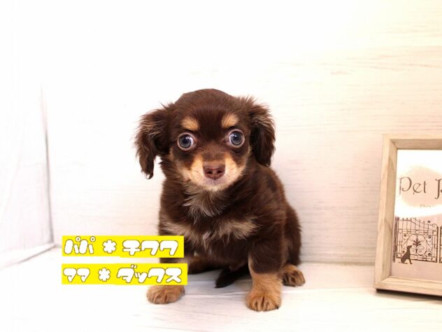 兵庫県のハーフ犬・ミックス犬 (ペット・プラザ アミーゴ神戸灘店/2026年1月6日生まれ/男の子/チョコレートタン)の子犬の1枚目の画像