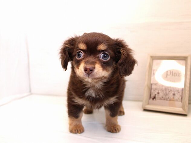 兵庫県のハーフ犬・ミックス犬 (ペット・プラザ アミーゴ神戸灘店/2026年1月6日生まれ/男の子/チョコレートタン)の子犬の2枚目の画像