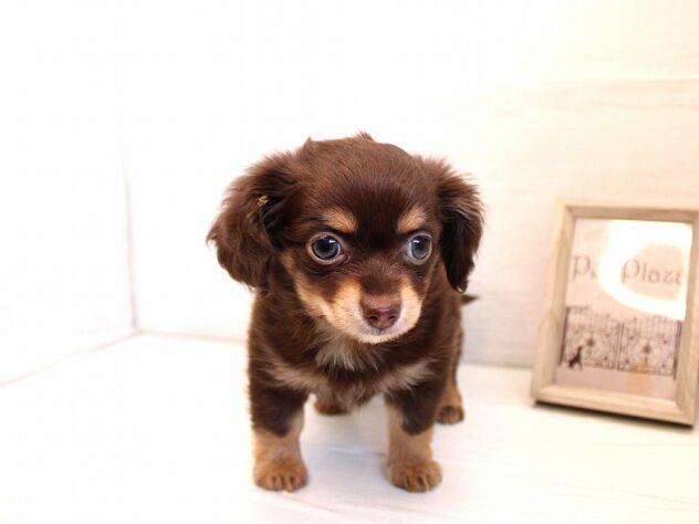 兵庫県のハーフ犬・ミックス犬 (ペット・プラザ アミーゴ神戸灘店/2026年1月6日生まれ/男の子/チョコレートタン)の子犬の3枚目の画像