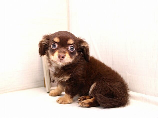 兵庫県のハーフ犬・ミックス犬 (ペット・プラザ アミーゴ神戸灘店/2026年1月6日生まれ/男の子/チョコレートタン)の子犬の4枚目の画像