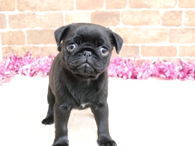 広島県のパグ (アミーゴ西条店/2026年1月8日生まれ/女の子/ブラック)の子犬