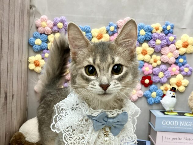 岡山県のソマリ (ワンキャラット アミーゴ高屋店/2025年9月21日生まれ/男の子/ブルー)の子猫の1枚目の画像