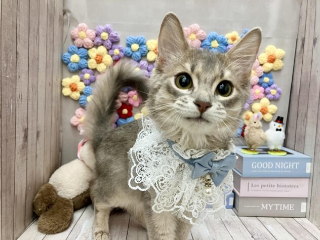 岡山県のソマリ (ワンキャラット アミーゴ高屋店/2025年9月21日生まれ/男の子/ブルー)の子猫の2枚目の画像