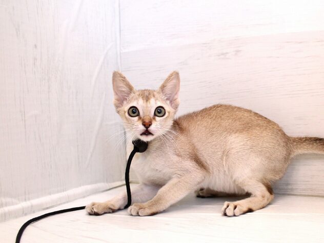 兵庫県のシンガプーラ (ペット・プラザ アミーゴ神戸灘店/2025年12月21日生まれ/女の子/セピアアグーティ)の子猫の2枚目の画像