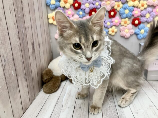 岡山県のソマリ (ワンキャラット アミーゴ高屋店/2025年9月21日生まれ/男の子/ブルー)の子猫の3枚目の画像