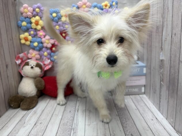 岡山県のポメプー(ポメラニアン×プードル) (ワンキャラット アミーゴ高屋店/2025年10月24日生まれ/男の子/クリーム)の子犬の1枚目の画像