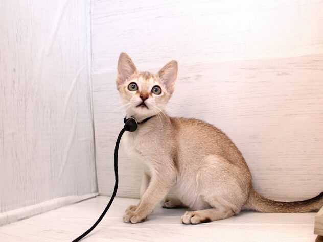 兵庫県のシンガプーラ (ペット・プラザ アミーゴ神戸灘店/2025年12月21日生まれ/女の子/セピアアグーティ)の子猫の3枚目の画像