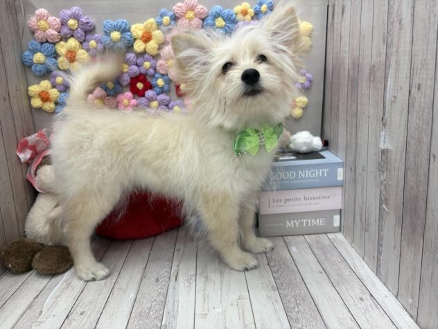 岡山県のポメプー(ポメラニアン×プードル) (ワンキャラット アミーゴ高屋店/2025年10月24日生まれ/男の子/クリーム)の子犬の2枚目の画像