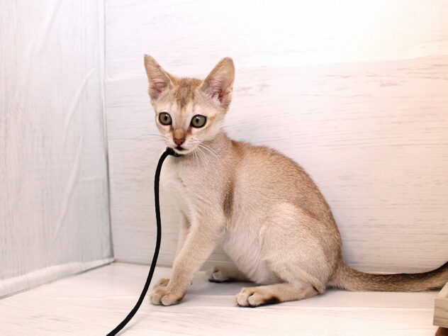 兵庫県のシンガプーラ (ペット・プラザ アミーゴ神戸灘店/2025年12月21日生まれ/女の子/セピアアグーティ)の子猫の4枚目の画像