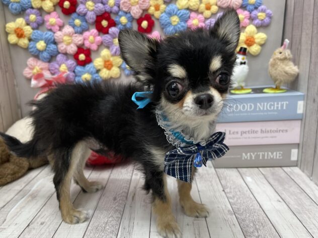 岡山県のチワワ(ロング) (ワンキャラット アミーゴ高屋店/2025年8月30日生まれ/男の子/ブラックタンホワイト)の子犬の2枚目の画像