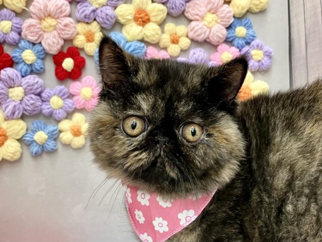 岡山県のエキゾチックショートヘアー (ワンキャラット アミーゴ高屋店/2025年10月16日生まれ/女の子/トーティー)の子猫の1枚目の画像