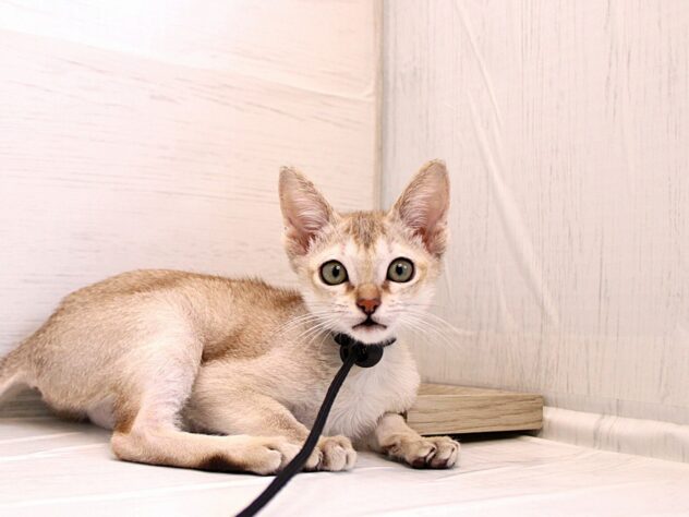 兵庫県のシンガプーラ (ペット・プラザ アミーゴ神戸灘店/2025年12月21日生まれ/女の子/セピアアグーティ)の子猫の1枚目の画像