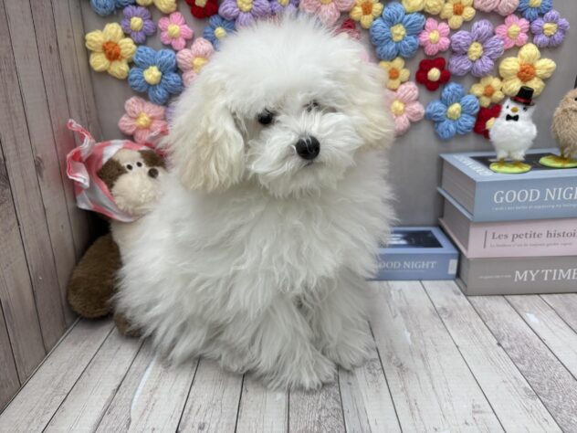 岡山県のトイプードル(トイ) (ワンキャラット アミーゴ高屋店/2025年10月2日生まれ/男の子/ホワイト)の子犬
