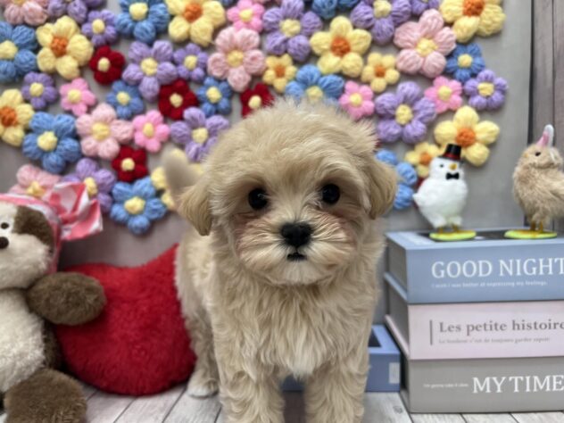 岡山県のマルプー(マルチーズ×プードル) (ワンキャラット アミーゴ高屋店/2025年12月21日生まれ/女の子/クリーム)の子犬の2枚目の画像