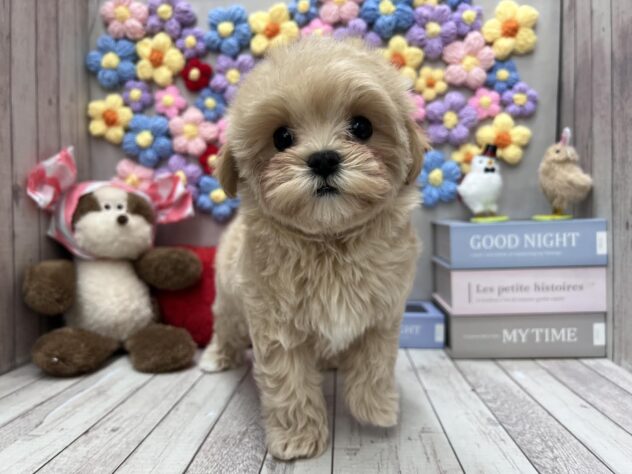 岡山県のマルプー(マルチーズ×プードル) (ワンキャラット アミーゴ高屋店/2025年12月21日生まれ/女の子/クリーム)の子犬の1枚目の画像