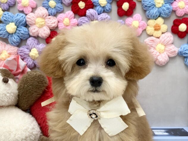 岡山県のトイプードル(トイ) (ワンキャラット アミーゴ高屋店/2025年11月26日生まれ/女の子/オレンジフォーン)の子犬の1枚目の画像