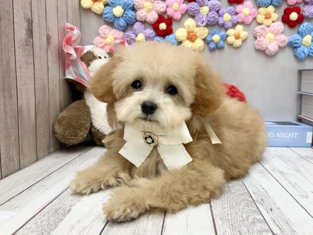 岡山県のトイプードル(トイ) (ワンキャラット アミーゴ高屋店/2025年11月26日生まれ/女の子/オレンジフォーン)の子犬の2枚目の画像