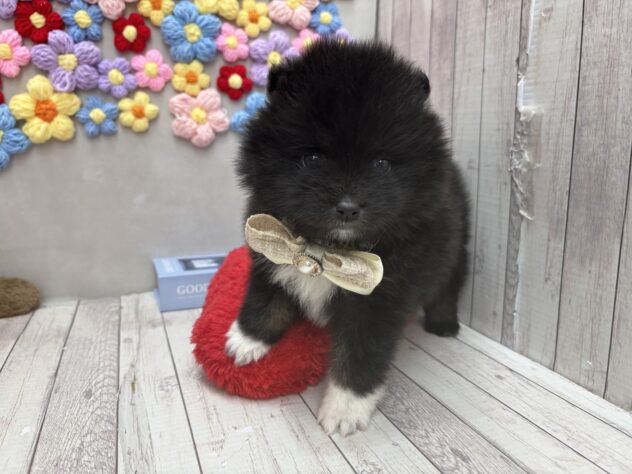 岡山県のハーフ犬・ミックス犬 (ワンキャラット アミーゴ高屋店/2026年1月8日生まれ/女の子/ブラックタンホワイト)の子犬の2枚目の画像