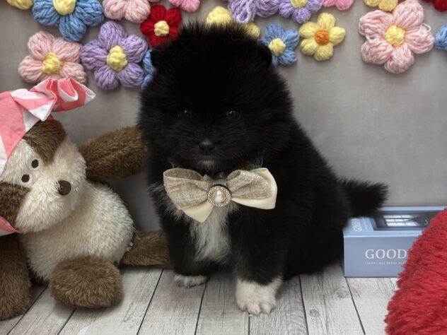 岡山県のハーフ犬・ミックス犬 (ワンキャラット アミーゴ高屋店/2026年1月8日生まれ/女の子/ブラックタンホワイト)の子犬の1枚目の画像