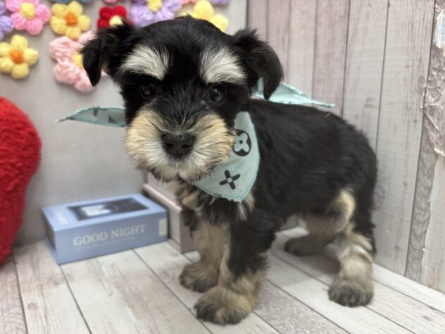 岡山県のミニチュアシュナウザー (ワンキャラット アミーゴ高屋店/2026年1月7日生まれ/女の子/ブラックシルバー)の子犬の1枚目の画像