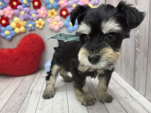 岡山県のミニチュアシュナウザー (ワンキャラット アミーゴ高屋店/2026年1月7日生まれ/女の子/ブラックシルバー)の子犬の2枚目の画像