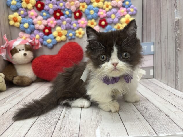 岡山県のミヌエット (ワンキャラット アミーゴ高屋店/2025年12月29日生まれ/男の子/ブラックホワイト)の子猫の1枚目の画像