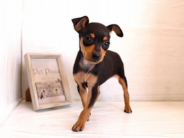 兵庫県のミニチュアピンシャー (ペット・プラザ アミーゴ神戸灘店/2026年1月3日生まれ/女の子/ブラックタン)の子犬の2枚目の画像