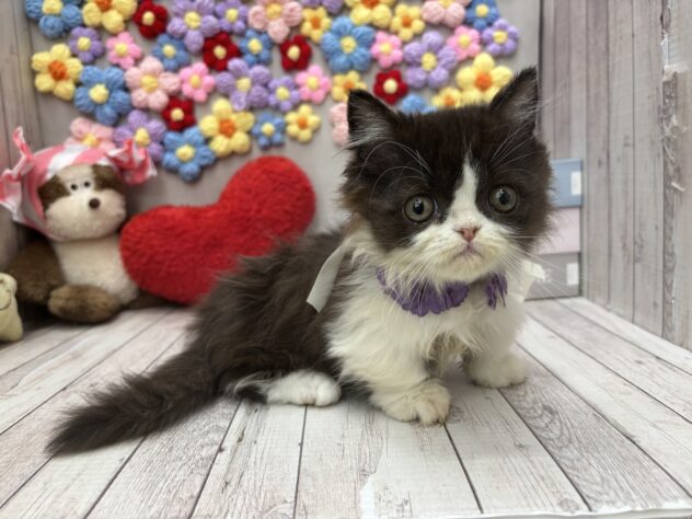 岡山県のミヌエット (ワンキャラット アミーゴ高屋店/2025年12月29日生まれ/男の子/ブラックホワイト)の子猫の2枚目の画像