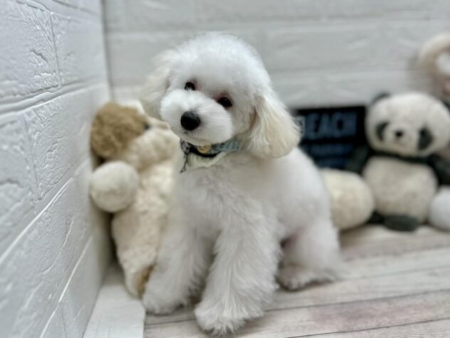 岡山県のトイプードル(トイ) (ワンキャラット アミーゴ高屋店/2025年10月2日生まれ/男の子/ホワイト)の子犬の1枚目の画像
