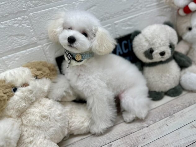 岡山県のトイプードル(トイ) (ワンキャラット アミーゴ高屋店/2025年10月2日生まれ/男の子/ホワイト)の子犬の3枚目の画像
