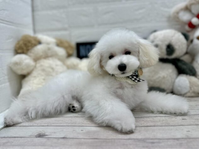 岡山県のトイプードル(トイ) (ワンキャラット アミーゴ高屋店/2025年10月2日生まれ/男の子/ホワイト)の子犬の2枚目の画像