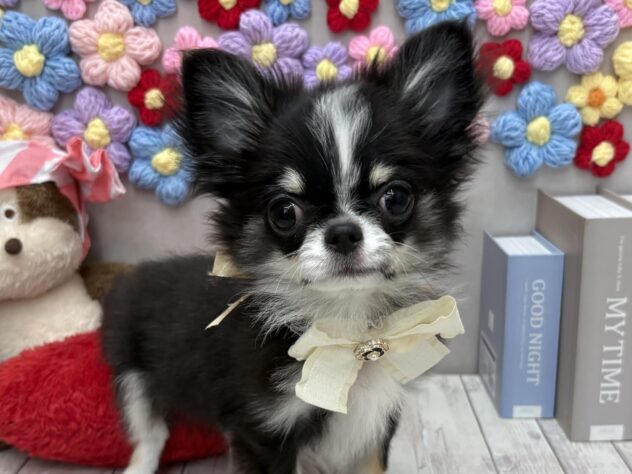 岡山県のチワワ(ロング) (ワンキャラット アミーゴ高屋店/2025年11月27日生まれ/男の子/ブラックタンホワイト)の子犬の1枚目の画像