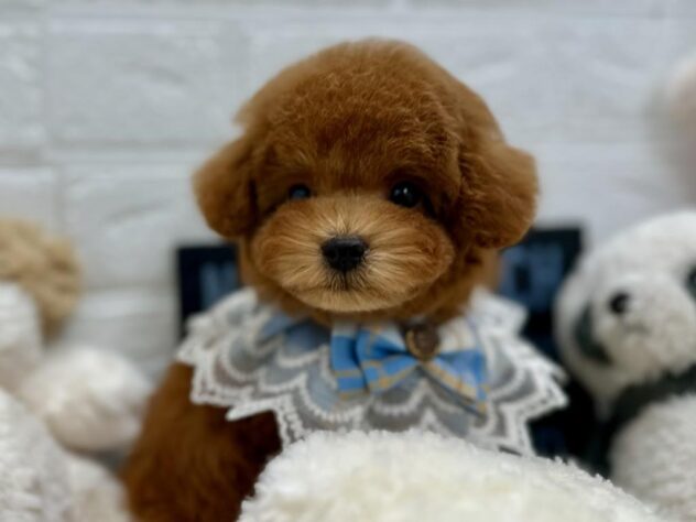 岡山県のトイプードル(トイ) (ワンキャラット アミーゴ岡南店/2025年12月17日生まれ/男の子/レッドフォーン)の子犬の1枚目の画像