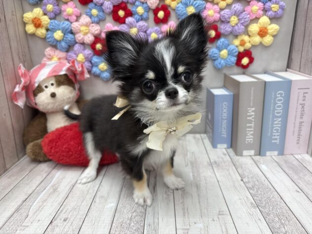 岡山県のチワワ(ロング) (ワンキャラット アミーゴ高屋店/2025年11月27日生まれ/男の子/ブラックタンホワイト)の子犬の3枚目の画像