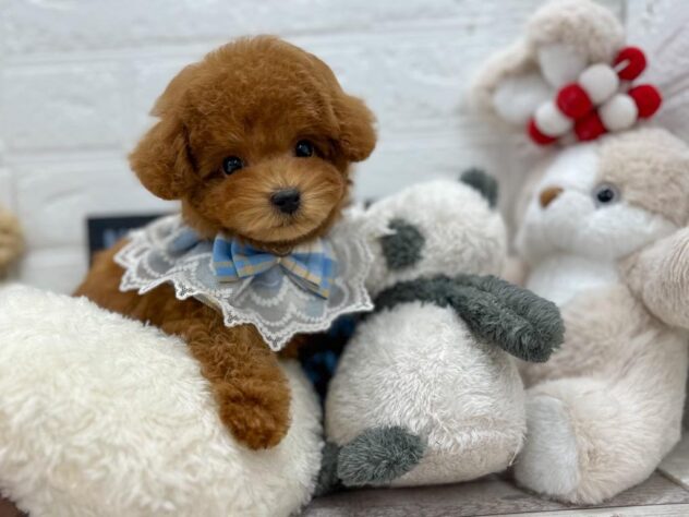 岡山県のトイプードル(トイ) (ワンキャラット アミーゴ岡南店/2025年12月17日生まれ/男の子/レッドフォーン)の子犬の2枚目の画像