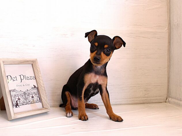 兵庫県のミニチュアピンシャー (ペット・プラザ アミーゴ神戸灘店/2026年1月3日生まれ/女の子/ブラックタン)の子犬の3枚目の画像