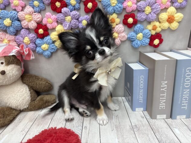 岡山県のチワワ(ロング) (ワンキャラット アミーゴ高屋店/2025年11月27日生まれ/男の子/ブラックタンホワイト)の子犬の2枚目の画像