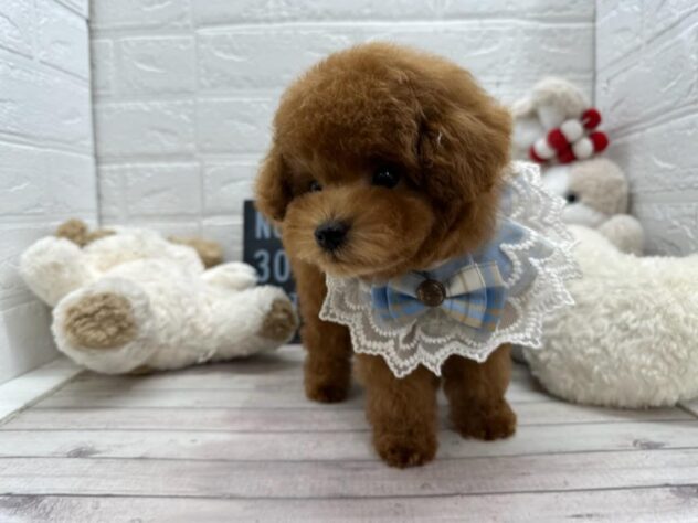 岡山県のトイプードル(トイ) (ワンキャラット アミーゴ岡南店/2025年12月17日生まれ/男の子/レッドフォーン)の子犬の3枚目の画像