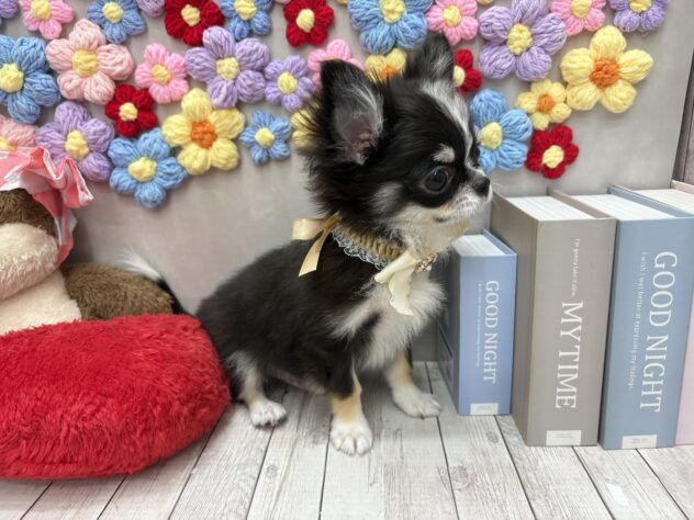 岡山県のチワワ(ロング) (ワンキャラット アミーゴ高屋店/2025年11月27日生まれ/男の子/ブラックタンホワイト)の子犬の4枚目の画像