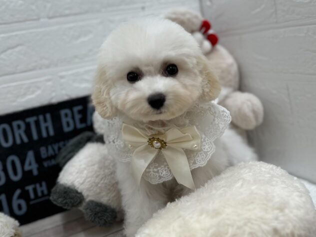 岡山県のビションフリーゼ (ワンキャラット アミーゴ岡南店/2025年11月15日生まれ/女の子/ホワイト)の子犬の1枚目の画像