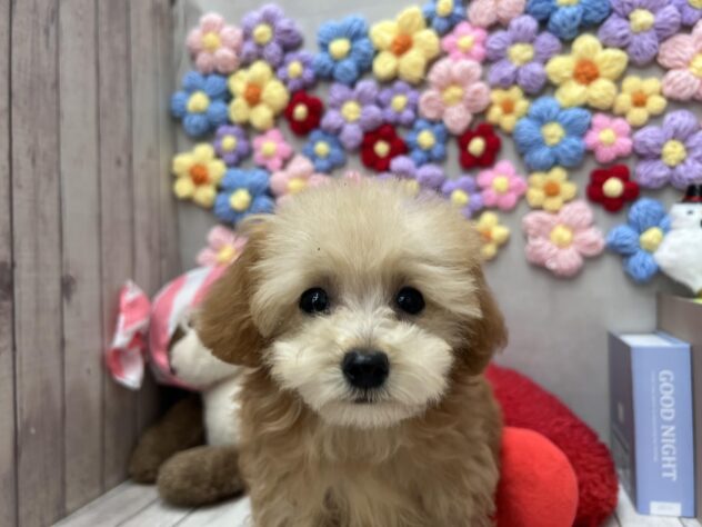 岡山県のトイプードル(トイ) (ワンキャラット アミーゴ高屋店/2025年11月26日生まれ/女の子/オレンジフォーン)の子犬の1枚目の画像