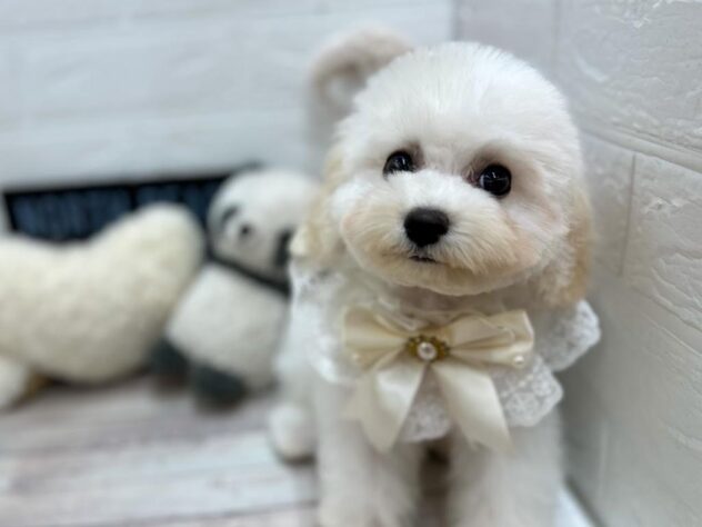 岡山県のビションフリーゼ (ワンキャラット アミーゴ岡南店/2025年11月15日生まれ/女の子/ホワイト)の子犬の2枚目の画像