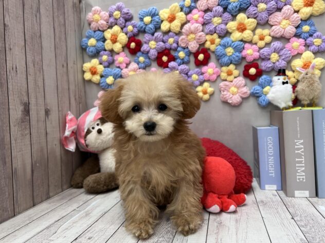 岡山県のトイプードル(トイ) (ワンキャラット アミーゴ高屋店/2025年11月26日生まれ/女の子/オレンジフォーン)の子犬の2枚目の画像