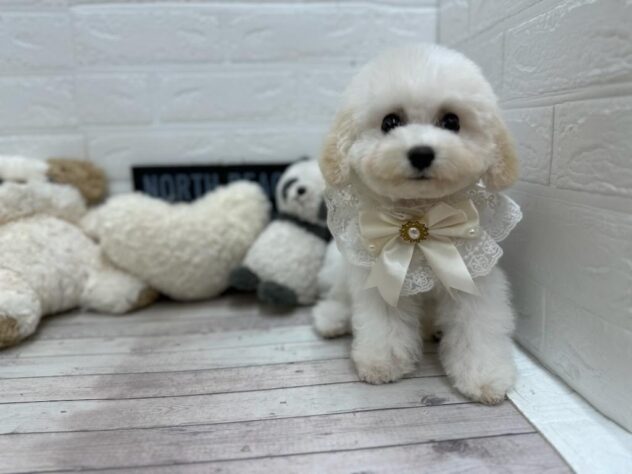 岡山県のビションフリーゼ (ワンキャラット アミーゴ岡南店/2025年11月15日生まれ/女の子/ホワイト)の子犬の3枚目の画像